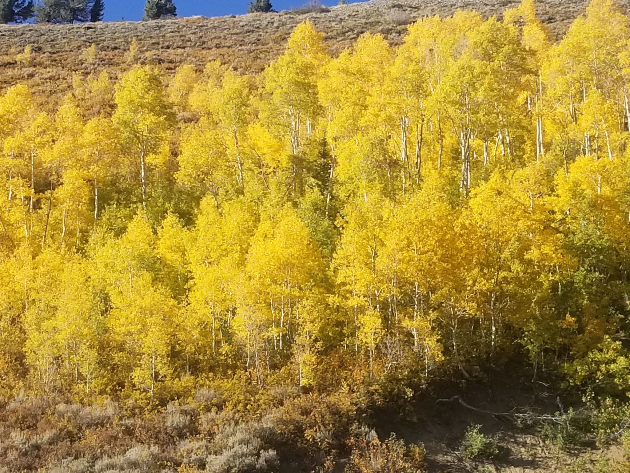 15 Best Fall Drives in Utah (See The Fall Colors in Utah!) – Planning Away