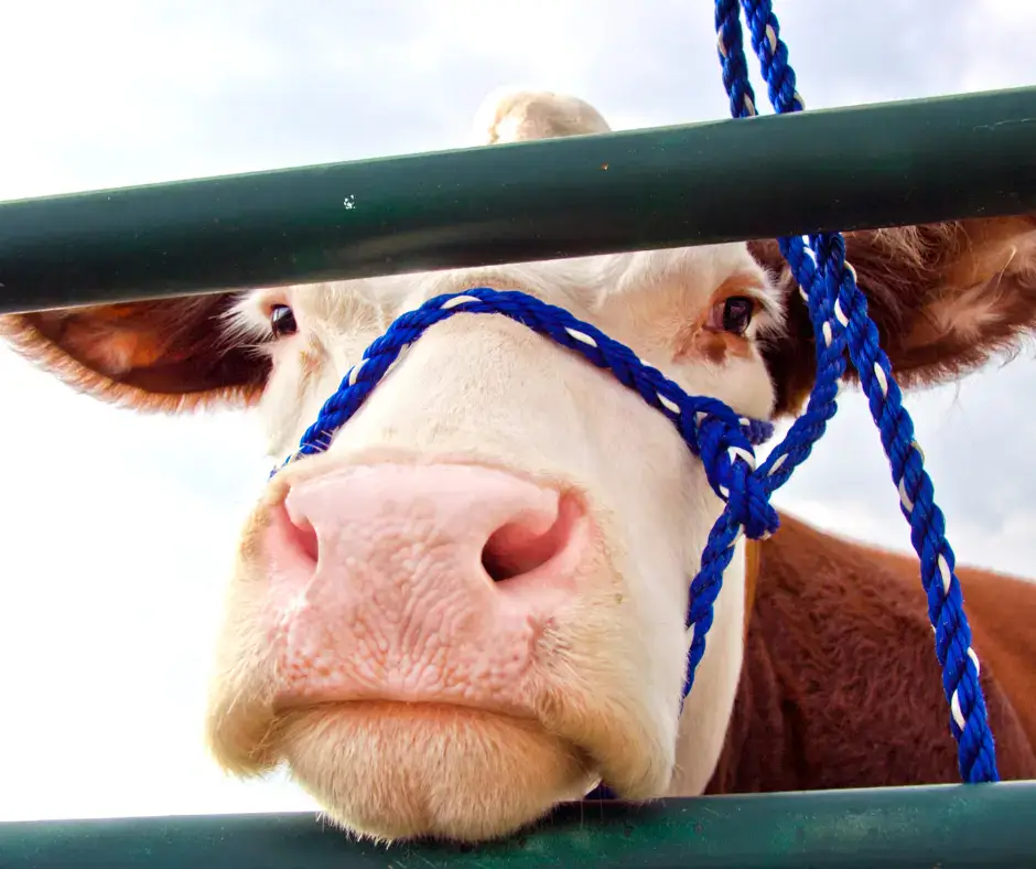 Utah State Fair - Cow - Utah Fall Activities