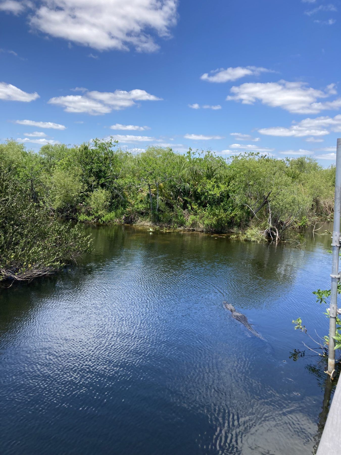 crocidile at Everglades National Park Shark Valley