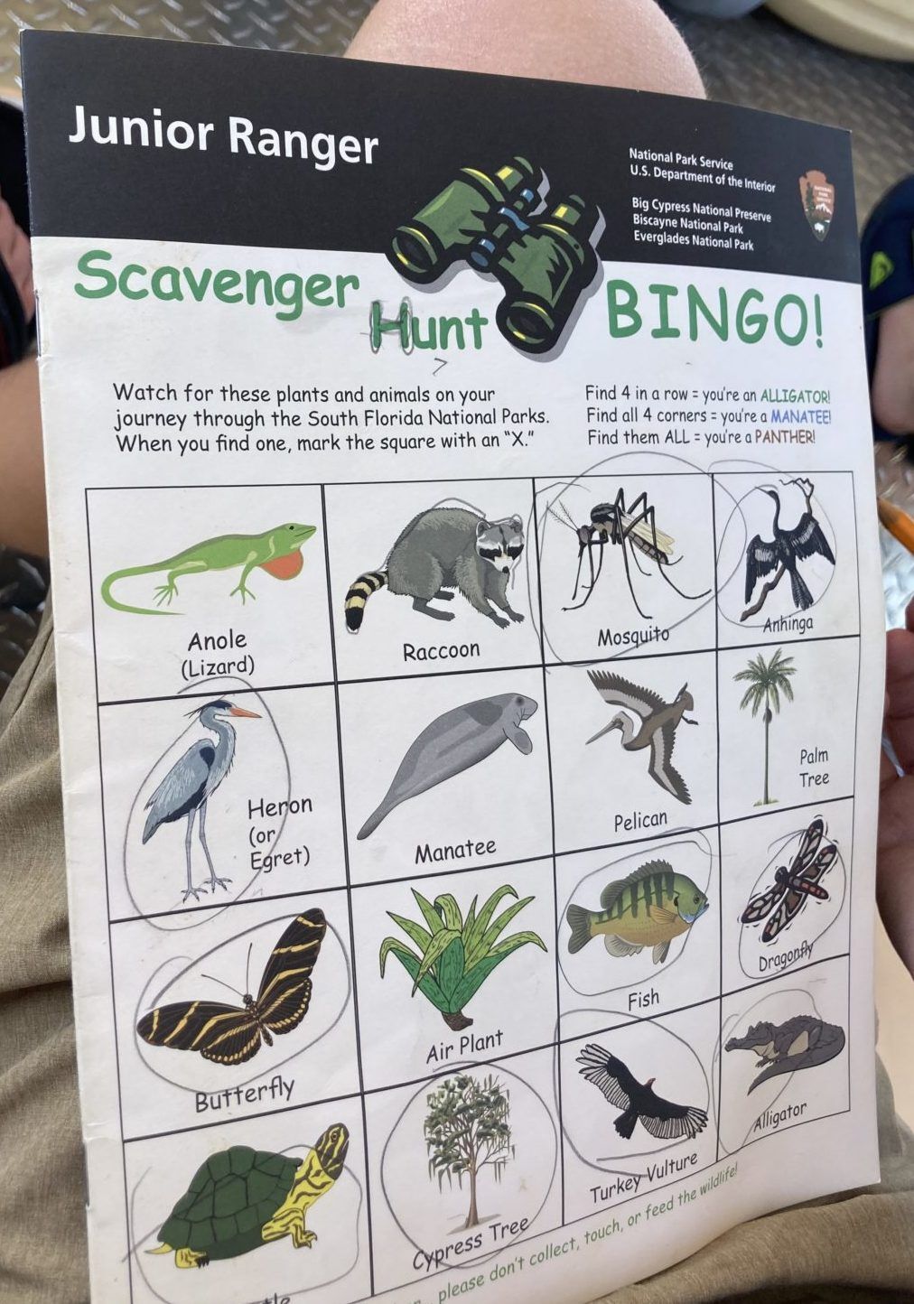 Junior Ranger Program at Everglades National Park