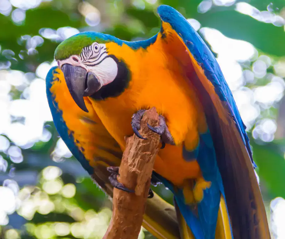 Costa Maya excursion royal carribean - bird